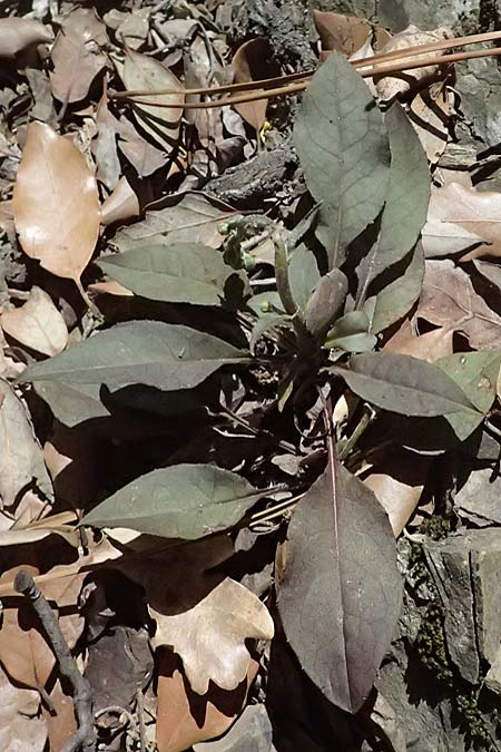 Crepis froelichiana subsp. froelichiana \ Froelichs Pippau / Froelich's Hawk's-Beard, I Liguria, Moneglia 26.9.2023