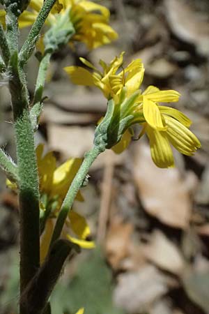 Crepis froelichiana subsp. froelichiana \ Froelichs Pippau / Froelich's Hawk's-Beard, I Liguria, Moneglia 26.9.2023