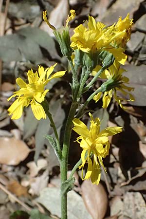 Crepis froelichiana subsp. froelichiana \ Froelichs Pippau / Froelich's Hawk's-Beard, I Liguria, Moneglia 26.9.2023