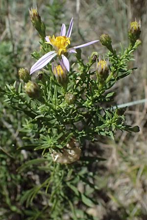 Galatella sedifolia \ Raue Aster, Steppen-Aster, I Liguria, Moneglia 26.9.2023