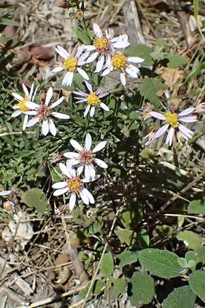 Galatella sedifolia \ Raue Aster, Steppen-Aster, I Liguria, Moneglia 26.9.2023