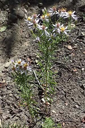 Galatella sedifolia \ Raue Aster, Steppen-Aster, I Liguria, Moneglia 26.9.2023