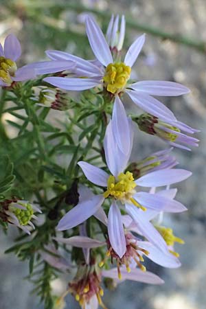 Galatella sedifolia \ Raue Aster, Steppen-Aster, I Liguria, Moneglia 26.9.2023