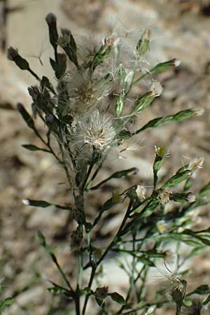 Symphyotrichum subulatum \ Schuppige Aster, Einjhrige Salz-Aster / Annual Saltmarsh Aster, Baby's Breath Aster, I Liguria, Moneglia 26.9.2023