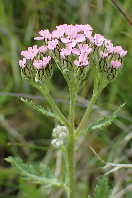 Achillea millefolium subsp. sudetica \ Gebirgs-Wiesen-Schafgarbe, Sudeten-Schafgarbe / Carpathian Yarrow, I Passo di Gavia 6.7.2026