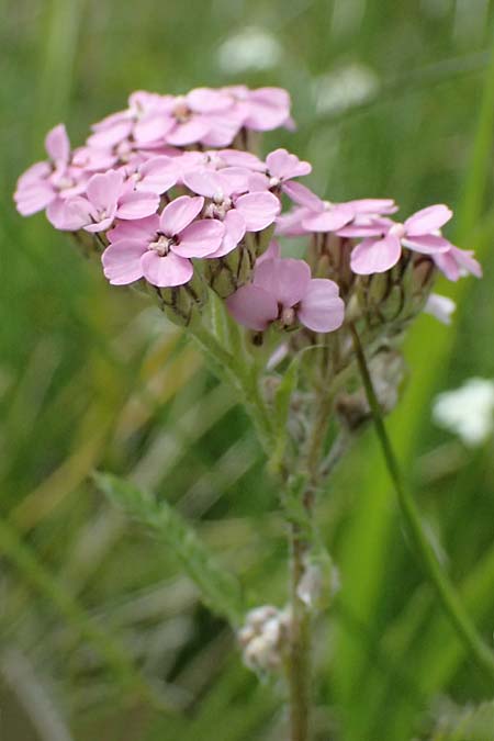 Achillea millefolium subsp. sudetica \ Gebirgs-Wiesen-Schafgarbe, Sudeten-Schafgarbe / Carpathian Yarrow, I Passo di Gavia 6.7.2026