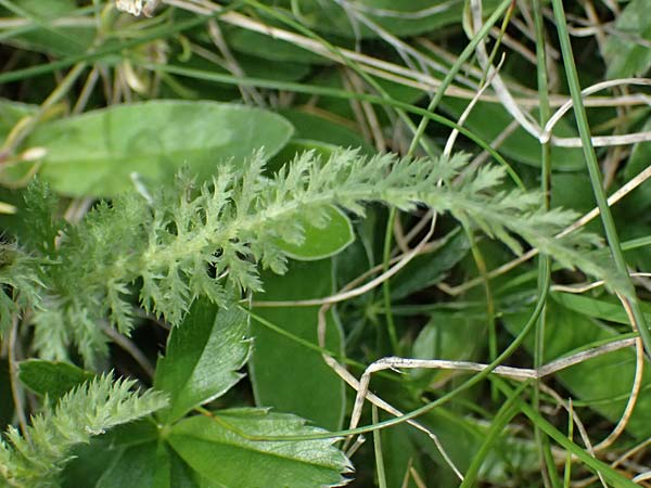 Achillea millefolium subsp. sudetica \ Gebirgs-Wiesen-Schafgarbe, Sudeten-Schafgarbe / Carpathian Yarrow, I Passo di Gavia 6.7.2026