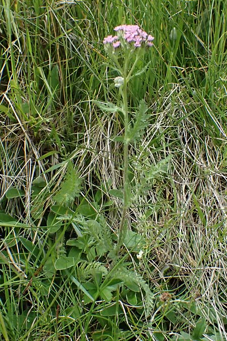 Achillea millefolium subsp. sudetica \ Gebirgs-Wiesen-Schafgarbe, Sudeten-Schafgarbe / Carpathian Yarrow, I Passo di Gavia 6.7.2026