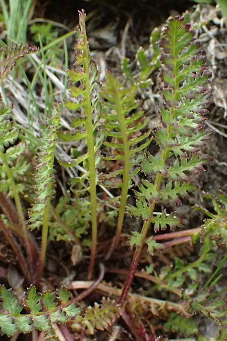 Achillea millefolium subsp. sudetica \ Gebirgs-Wiesen-Schafgarbe, Sudeten-Schafgarbe / Carpathian Yarrow, I Passo di Gavia 6.7.2026