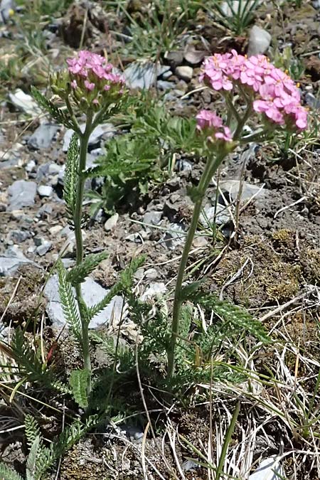 Achillea millefolium subsp. sudetica \ Gebirgs-Wiesen-Schafgarbe, Sudeten-Schafgarbe / Carpathian Yarrow, I Lago di Cancano 10.7.2026