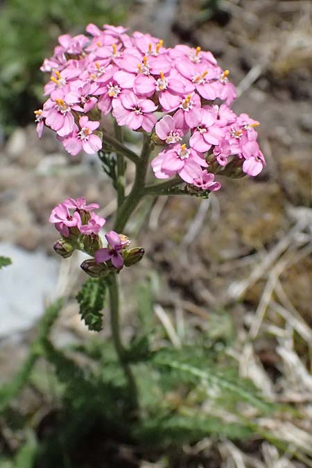 Achillea millefolium subsp. sudetica \ Gebirgs-Wiesen-Schafgarbe, Sudeten-Schafgarbe / Carpathian Yarrow, I Lago di Cancano 10.7.2026