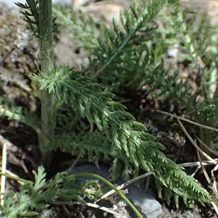 Achillea millefolium subsp. sudetica \ Gebirgs-Wiesen-Schafgarbe, Sudeten-Schafgarbe / Carpathian Yarrow, I Lago di Cancano 10.7.2026