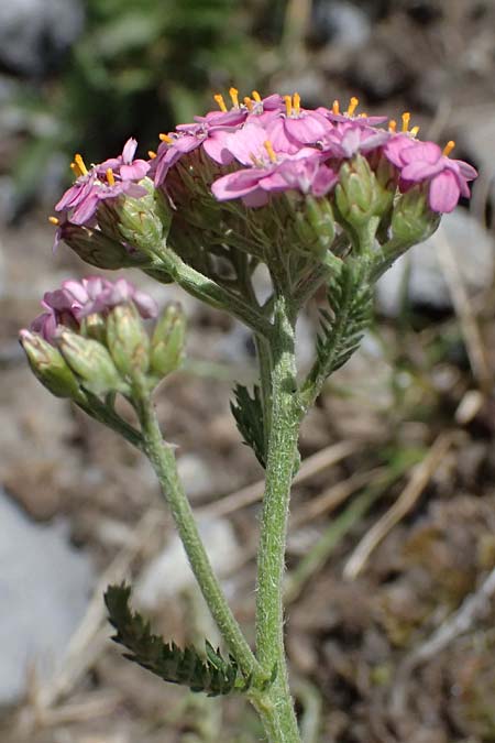 Achillea millefolium subsp. sudetica \ Gebirgs-Wiesen-Schafgarbe, Sudeten-Schafgarbe / Carpathian Yarrow, I Lago di Cancano 10.7.2026
