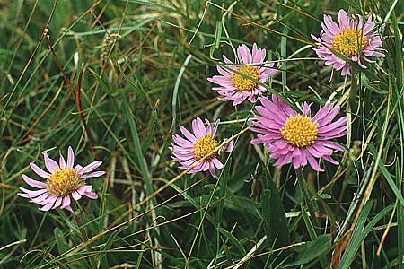 Aster alpinus \ Alpen-Aster / Alpine Aster, I Pordoi-Joch 9.8.1988