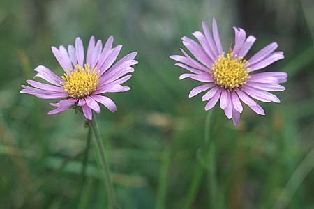 Aster alpinus \ Alpen-Aster / Alpine Aster, I Sella-Joch 6.8.2004