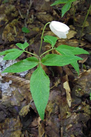 Anemone trifolia \ Dreiblatt-Anemone / Threefoil Anemone, I Liguria, Molini di Triora 26.5.2013