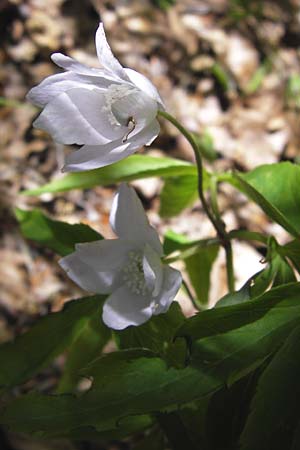 Anemone trifolia \ Dreiblatt-Anemone / Threefoil Anemone, I Liguria, Molini di Triora 26.5.2013