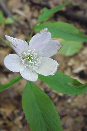 Anemone trifolia \ Dreiblatt-Anemone / Threefoil Anemone, I Liguria, Molini di Triora 26.5.2013