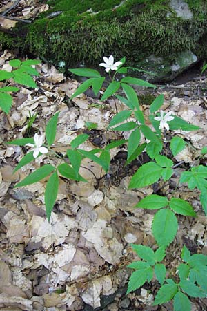 Anemone trifolia \ Dreiblatt-Anemone / Threefoil Anemone, I Liguria, Molini di Triora 26.5.2013