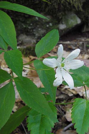 Anemone trifolia \ Dreiblatt-Anemone / Threefoil Anemone, I Liguria, Molini di Triora 26.5.2013