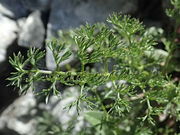 Athamanta cretensis ? \ Gew�hnliche Augenwurz, Alpen-Augenwurz / Candy Carrot, I Lago di Cancano 10.7.2026