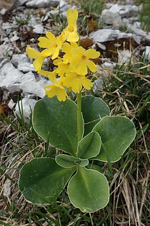 Primula auricula \ Fels-Aurikel / Auricula, I Alpi Bergamasche, Pizzo Arera 9.6.2017