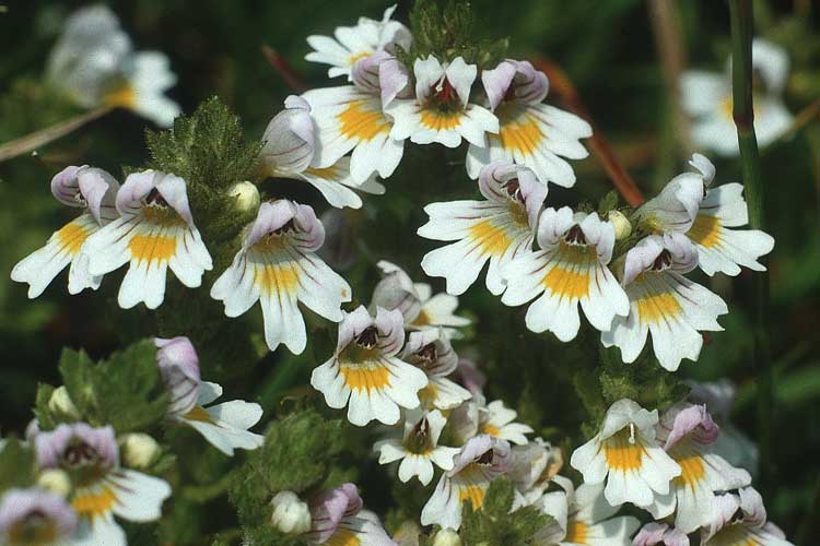 Euphrasia rostkoviana \ Gewhnlicher Augentrost / Common Eyebright, I Seiser Alm / Alpe di Siusi 29.7.1990