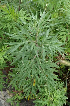 Artemisia verlotiorum \ Ostasiatischer Beifu, Kamtschatka-Beifu / Chinese Mugwort, I Bergamo 6.6.2017