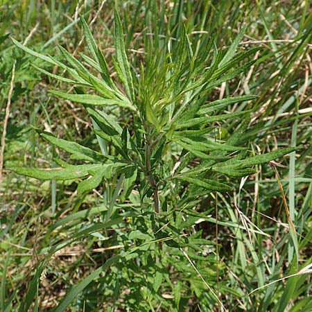 Artemisia verlotiorum \ Ostasiatischer Beifu, Kamtschatka-Beifu / Chinese Mugwort, I Iseosee, Sulzano 8.6.2017