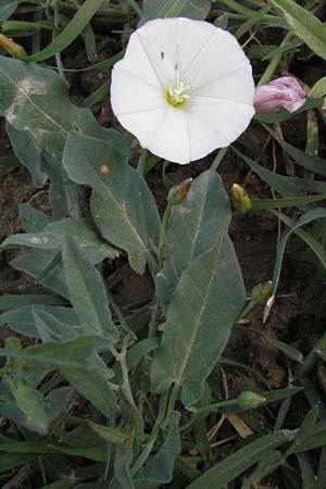 Convolvulus arvensis \ Acker-Winde / Field Bindweed, I Ancona 30.5.2007