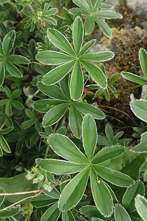 Alchemilla alpigena \ Gefalteter Alpen-Frauenmantel / Alpine Lady's Mantle, I Alpi Bergamasche, Monte Alben 11.6.2017