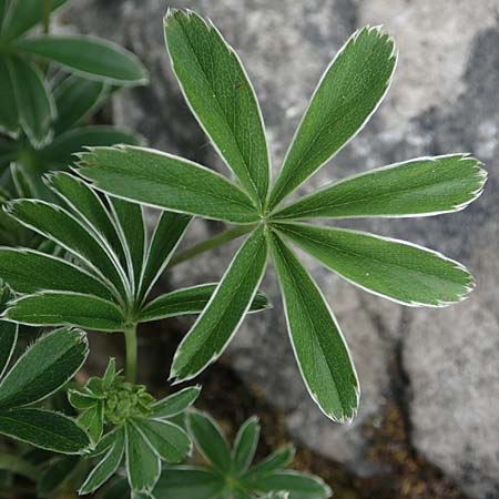 Alchemilla alpigena \ Gefalteter Alpen-Frauenmantel / Alpine Lady's Mantle, I Alpi Bergamasche, Monte Alben 11.6.2017