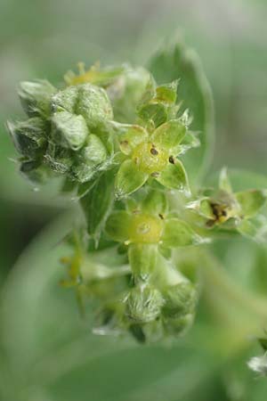 Alchemilla alpigena \ Gefalteter Alpen-Frauenmantel / Alpine Lady's Mantle, I Alpi Bergamasche, Monte Alben 11.6.2017