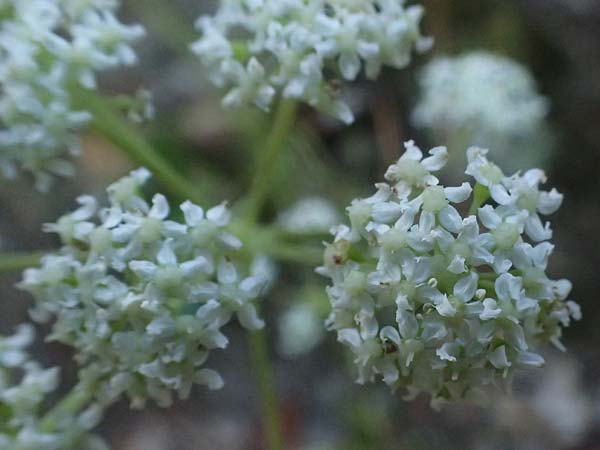 Dichoropetalum schottii \ Schotts Haarstrang / Schott's Hog's Fennel, I Liguria, Moneglia 26.9.2023