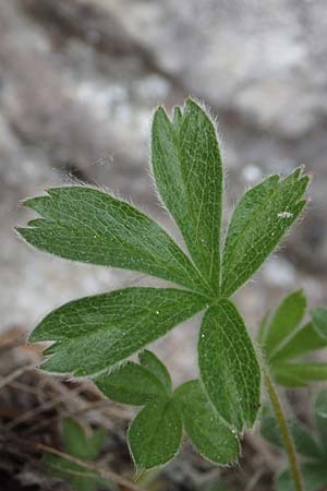 Potentilla caulescens \ Kalkfelsen-Fingerkraut, Vielstngeliges Fingerkraut /  Cinquefoil, I Alpi Bergamasche, Monte Alben 11.6.2017