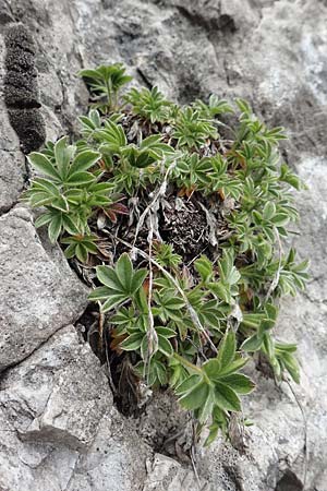 Potentilla caulescens \ Kalkfelsen-Fingerkraut, Vielstngeliges Fingerkraut /  Cinquefoil, I Alpi Bergamasche, Monte Alben 11.6.2017