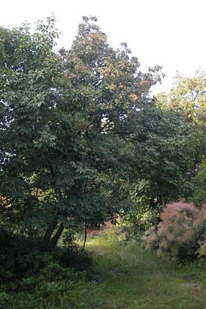 Fraxinus excelsior \ Gewhnliche Esche / Ash, I Trieste 27.6.2010