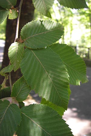 Ostrya carpinifolia \ Hopfen-Buche / Hop Hornbeam, I Liguria, Ceriale 29.5.2013