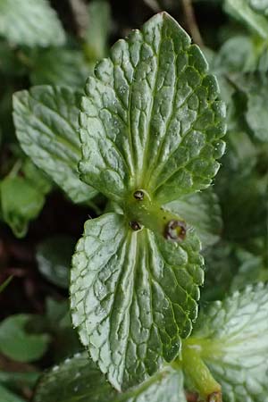 Bartsia alpina \ Alpenhelm / Velvetbells, I Passo di Gavia 6.7.2026