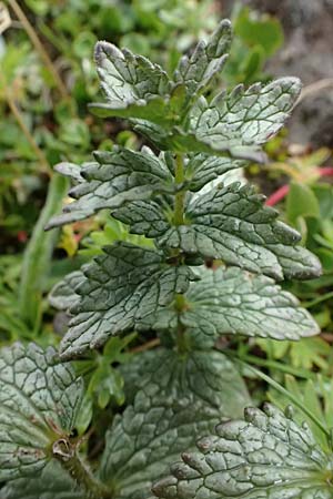 Bartsia alpina \ Alpenhelm / Velvetbells, I Passo di Gavia 6.7.2026