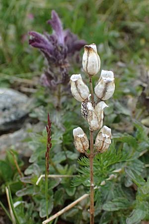 Bartsia alpina \ Alpenhelm / Velvetbells, I Passo di Gavia 6.7.2026