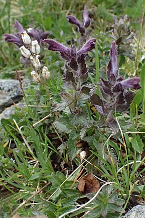 Bartsia alpina \ Alpenhelm / Velvetbells, I Passo di Gavia 6.7.2026