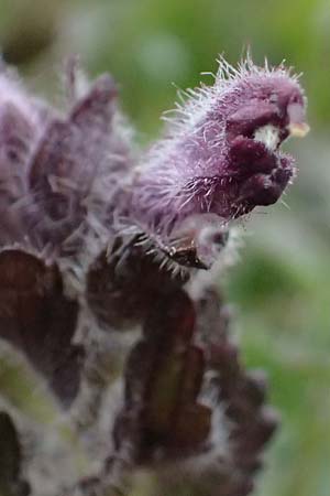 Bartsia alpina \ Alpenhelm / Velvetbells, I Passo di Gavia 6.7.2026