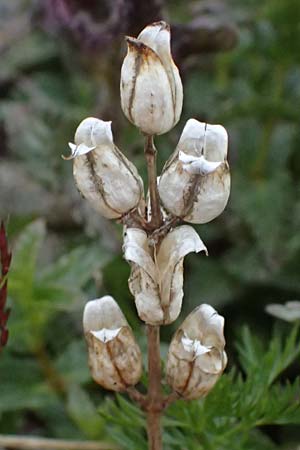 Bartsia alpina \ Alpenhelm / Velvetbells, I Passo di Gavia 6.7.2026