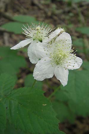 Rubus fruticosus agg. \ Brombeere / Bramble, Blackberry, I Vicenza 26.6.2010