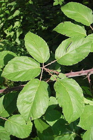Rubus sanctus \ Heilige Brombeere / Holy Bramble, I Zoppola 31.7.2011