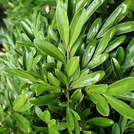 Buxus balearica \ Balearen-Buchsbaum / Balearic Box, I Botan. Gar.  Bergamo 6.6.2017