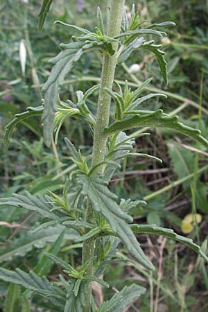 Bellardia viscosa \ Gelbes Teerkraut, Gelbe Bartschie / Yellow Balm, Yellow Bartsia, I Ancona 29.5.2007