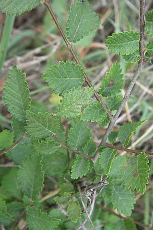 Zelkova carpinifolia \ Kaukasische Zelkove / Caucasian Zelkova, I Passignano 1.6.2007