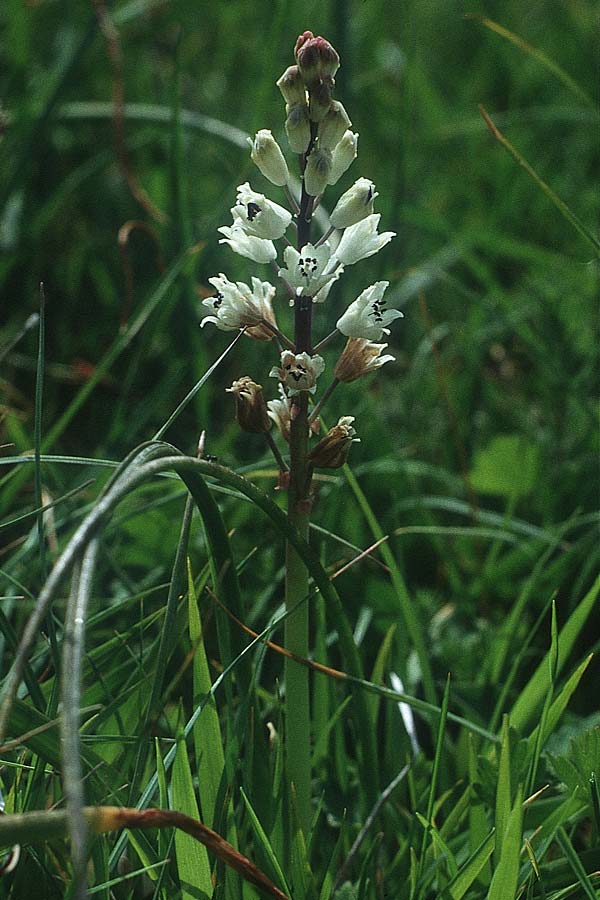 Bellevalia romana \ R&ouml;mische Hyazinthe / Roman Squill, I Abruzzen/Abruzzo,  Palena 13.5.1989